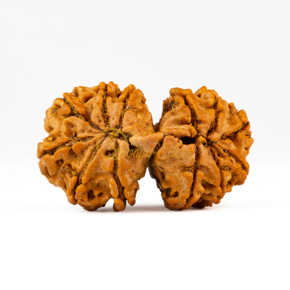 Back view of a large Nepal Gauri Shankar Rudraksha bead, displayed against a white background