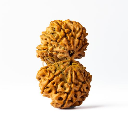 Front view of a large Nepal Gauri Shankar Rudraksha bead, displayed against a white background