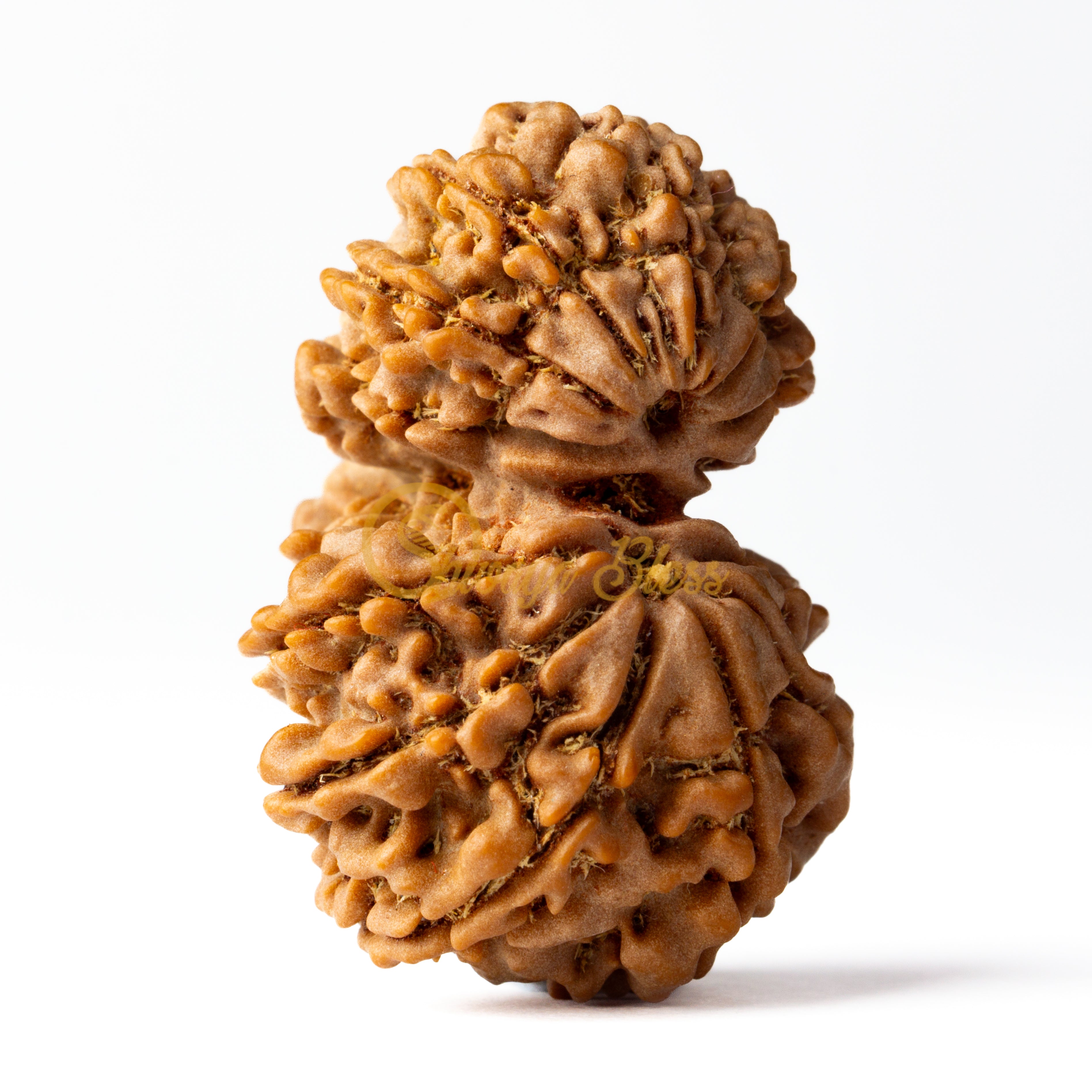 Front view of a regular Nepal Gauri Shankar Rudraksha bead, displayed against a white background