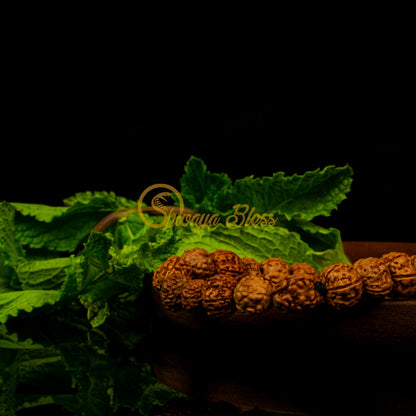 Aquarius Zodiac Rudraksha Bracelet