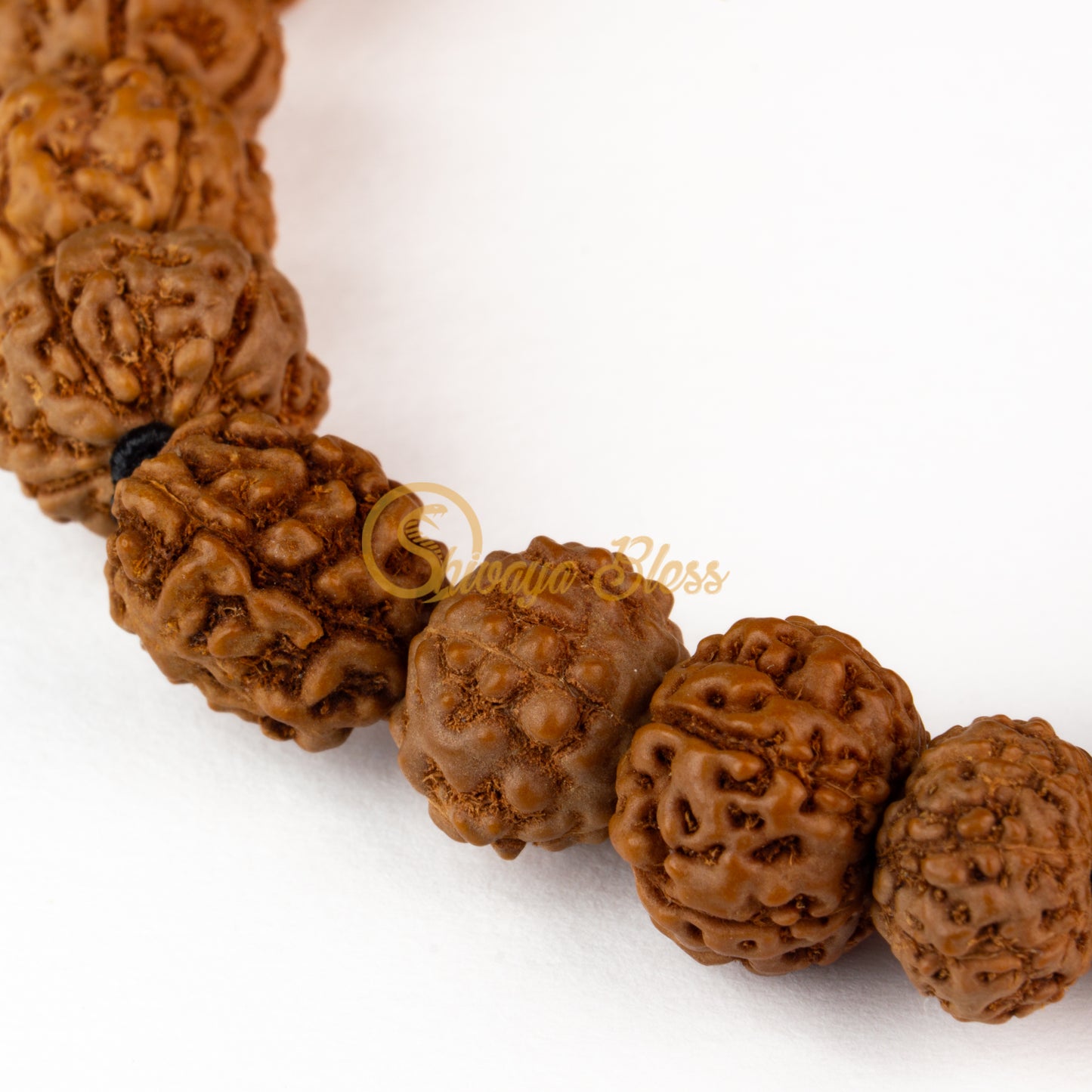 Mesham Rasi Rudraksha Bracelet