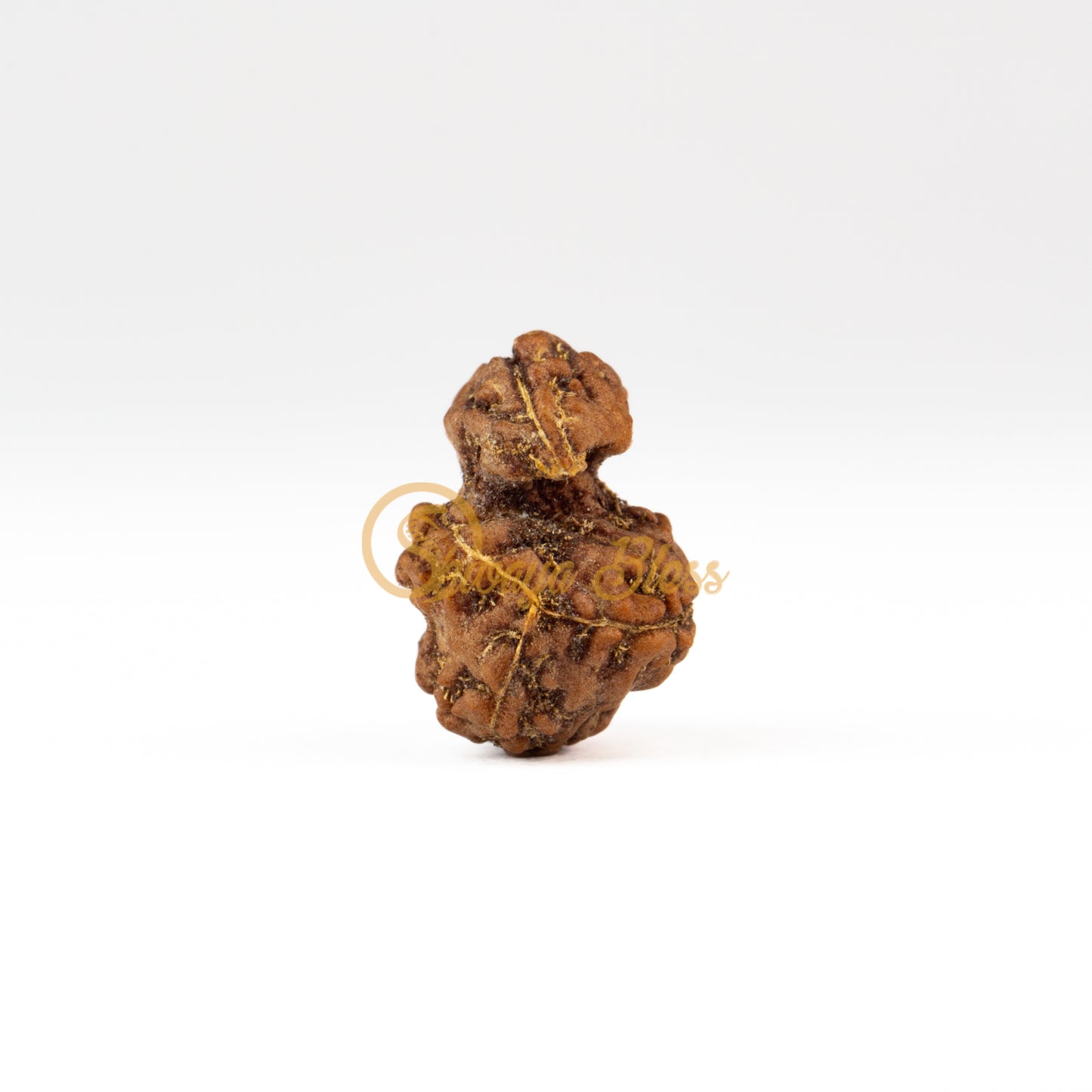 Front view of a large ASEAN Savar Rudraksha bead, displayed against a white background