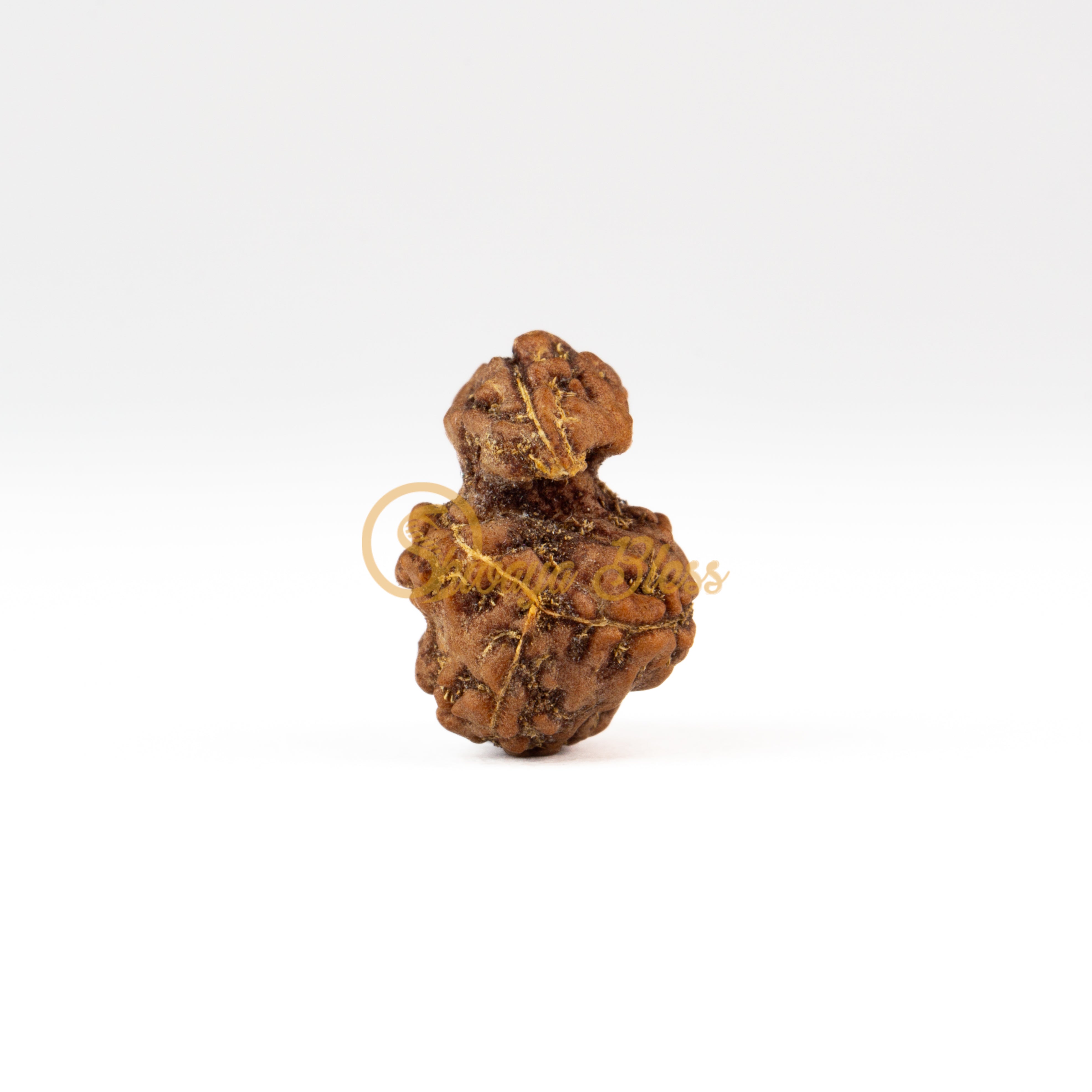 Front view of a large ASEAN Savar Rudraksha bead, displayed against a white background