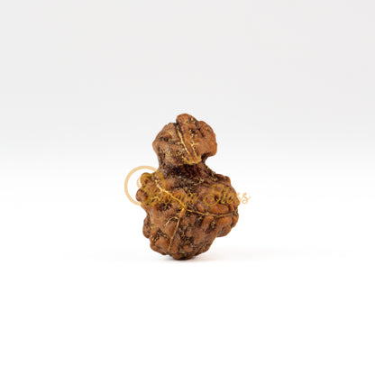 Front view of a large ASEAN Savar Rudraksha bead, displayed against a white background