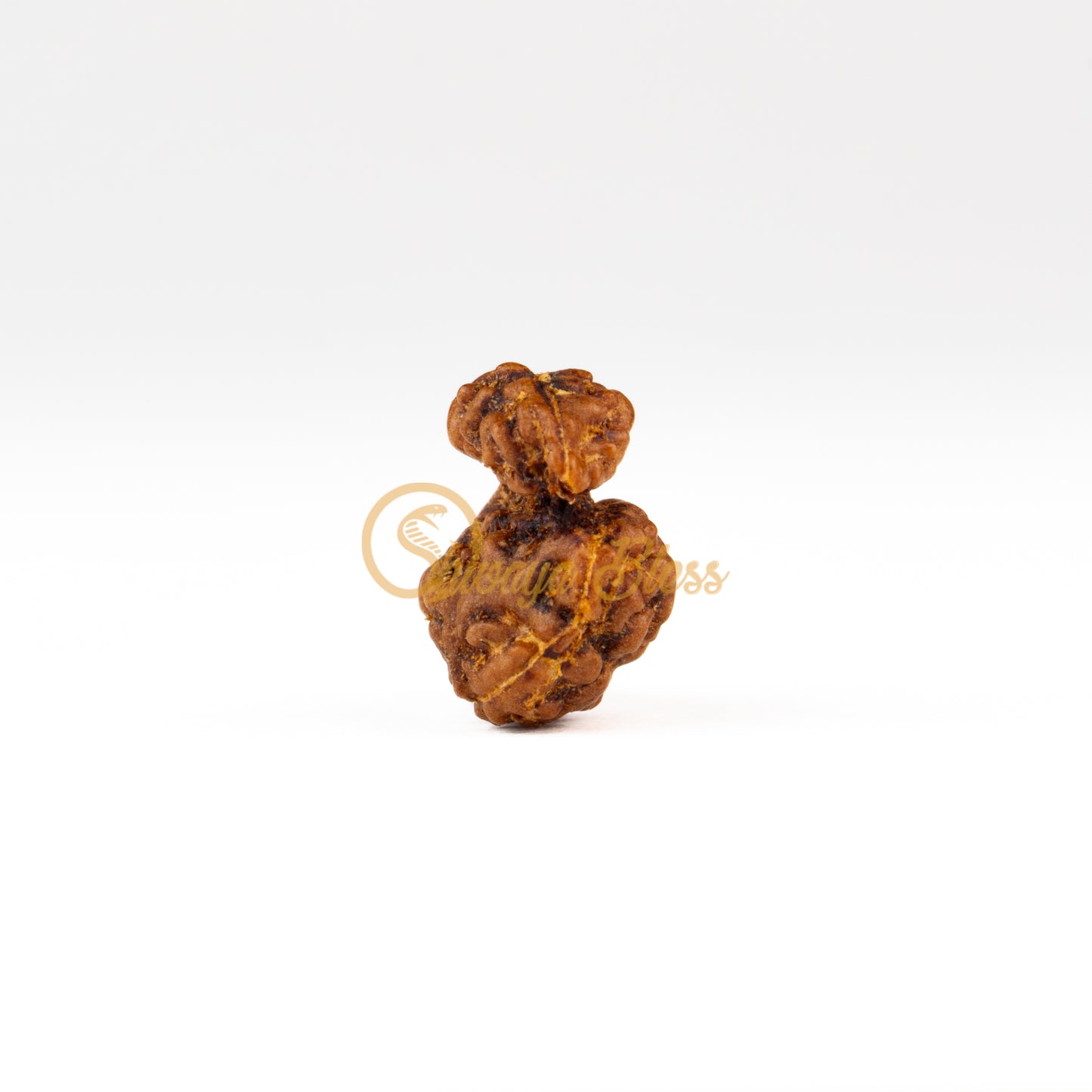 Front view of a regular ASEAN Savar Rudraksha bead, displayed against a white background