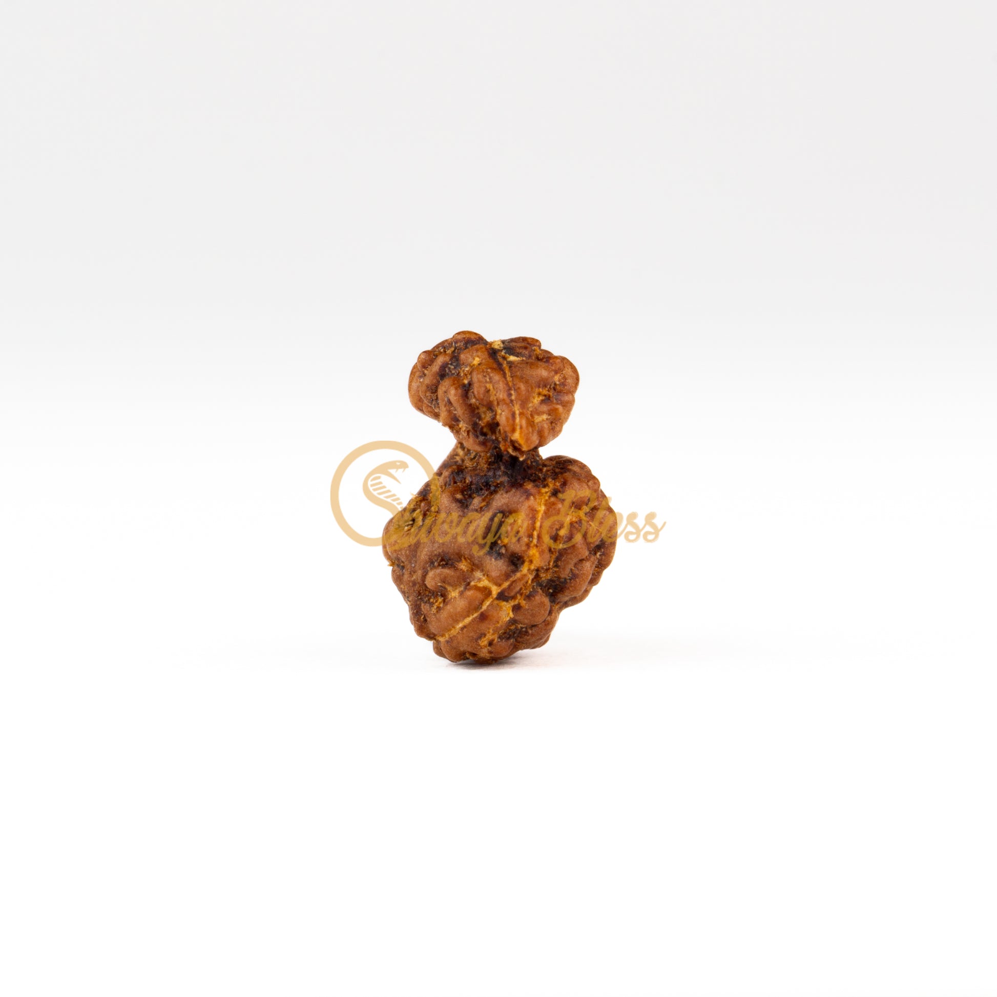 Front view of a regular ASEAN Savar Rudraksha bead, displayed against a white background