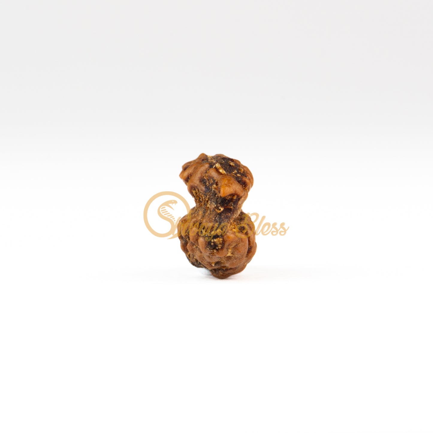 Front view of a small ASEAN Savar Rudraksha bead, displayed against a white background