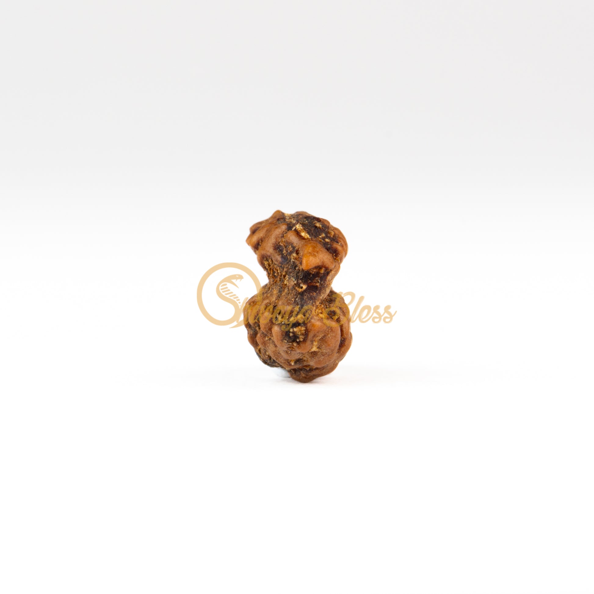 Front view of a small ASEAN Savar Rudraksha bead, displayed against a white background