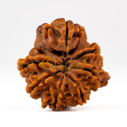 Back view of a large Nepal Savar Rudraksha bead, displayed against a white background