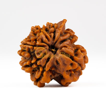 Front view of a large Nepal Savar Rudraksha bead, displayed against a white background