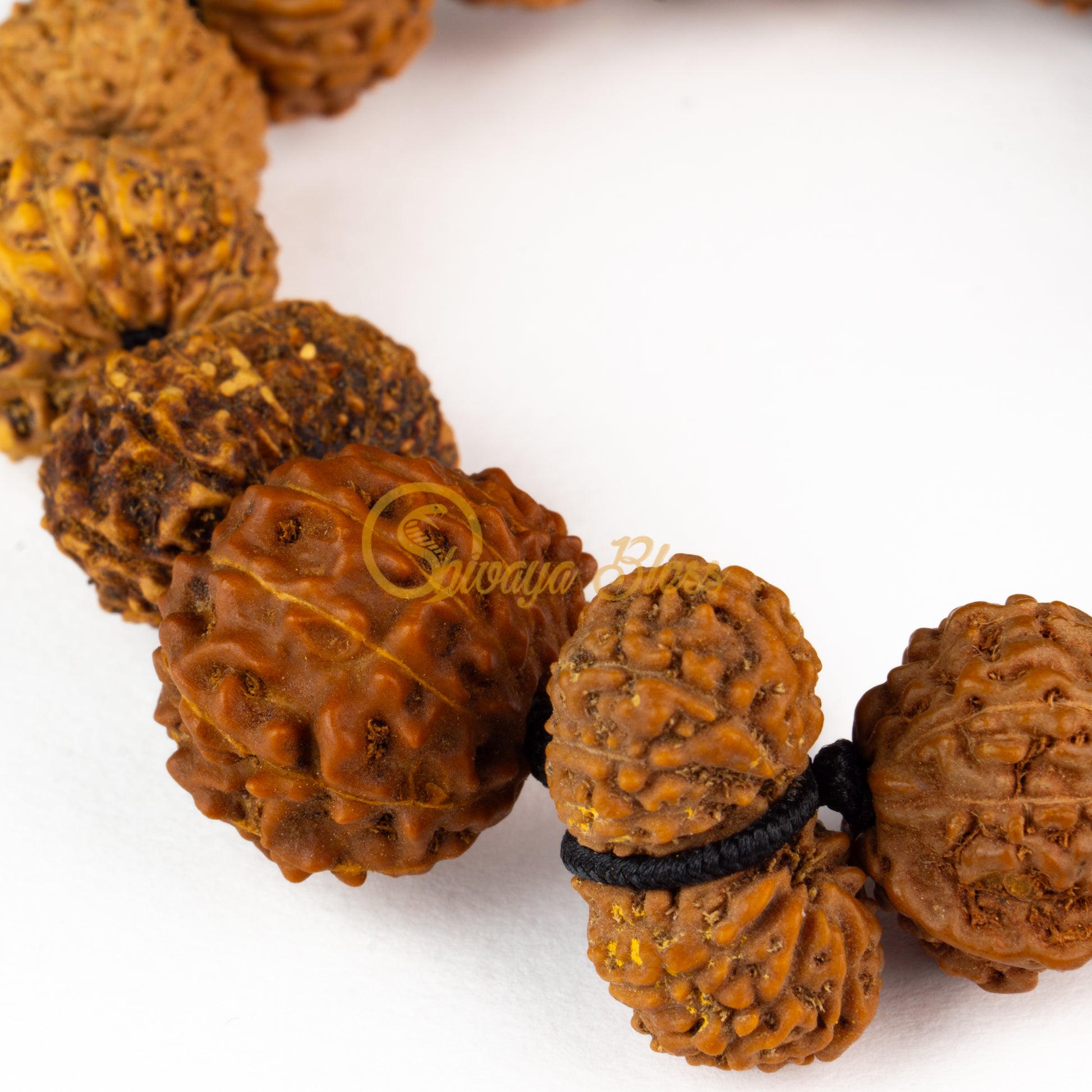 Close-up view of a regular ASEAN Siddha Rudraksha combination bracelet, displayed against a white background