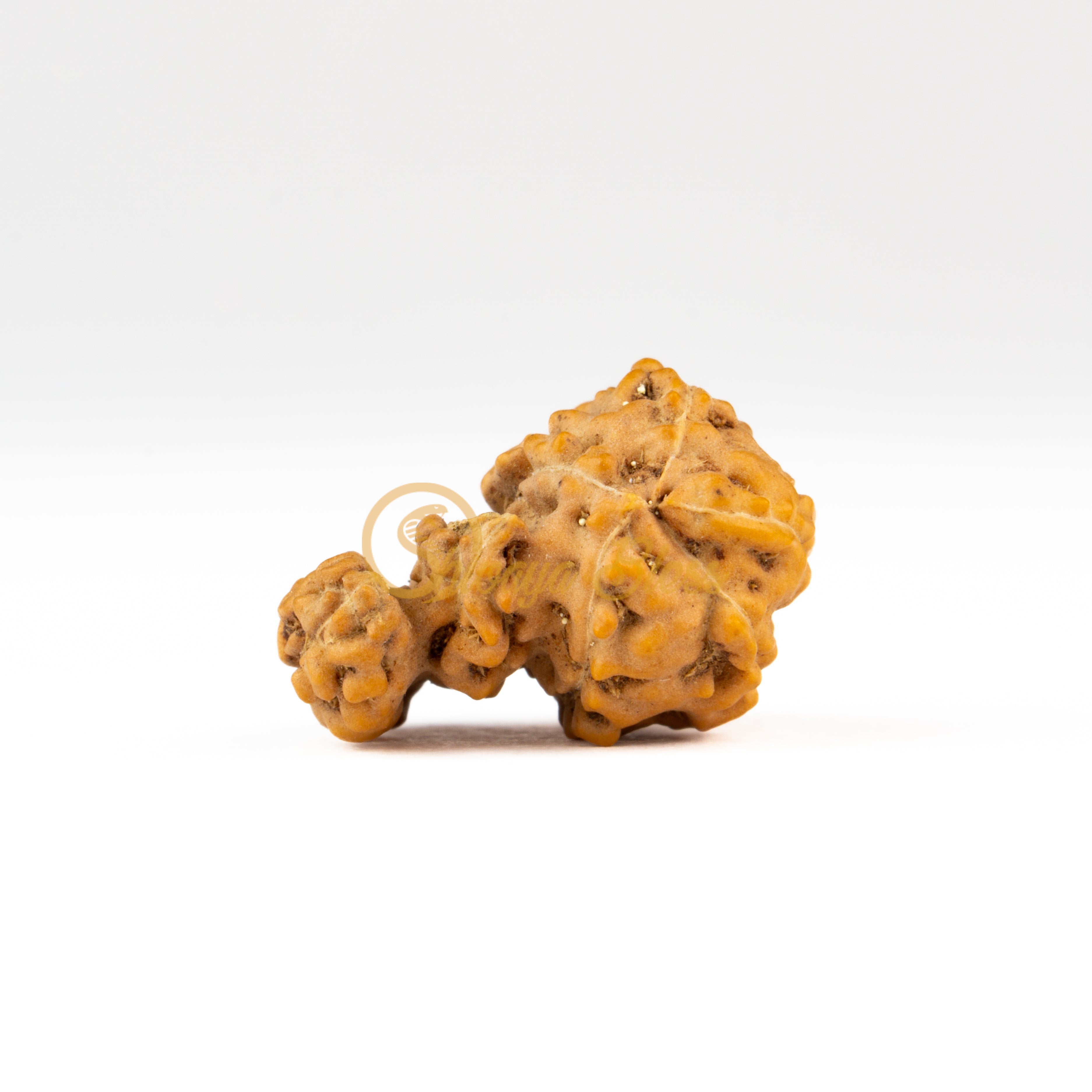 Back view of a large ASEAN Trijuti Rudraksha bead, displayed against a white background