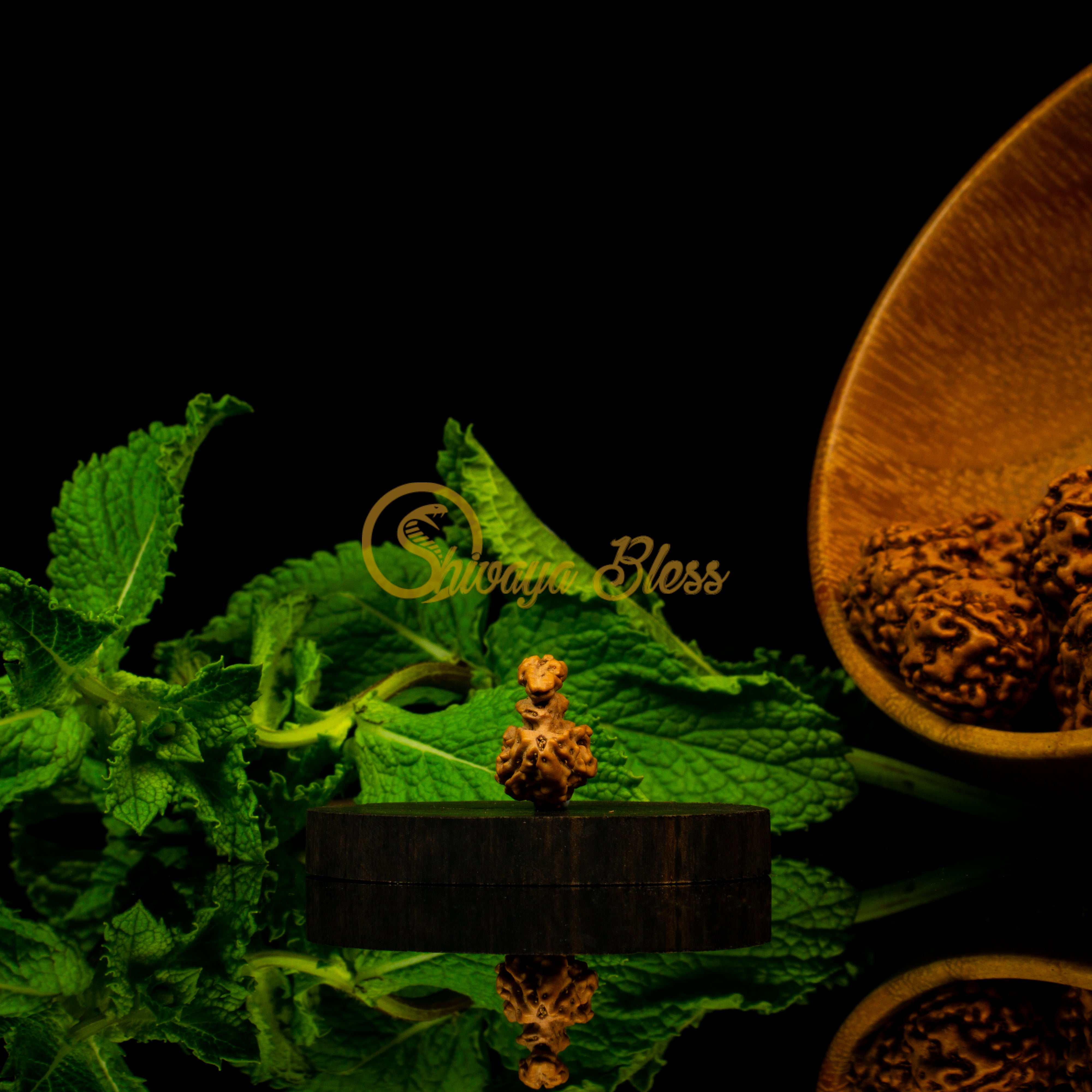 Front view of a large ASEAN Trijuti Rudraksha bead, displayed against a black background