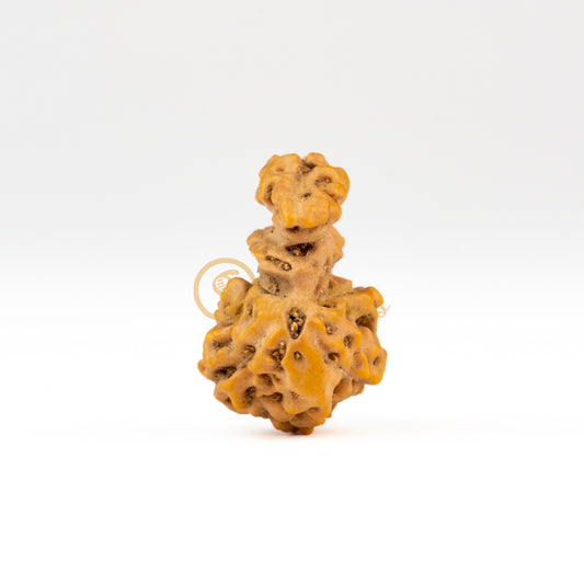 Front view of a large ASEAN Trijuti Rudraksha bead, displayed against a white background