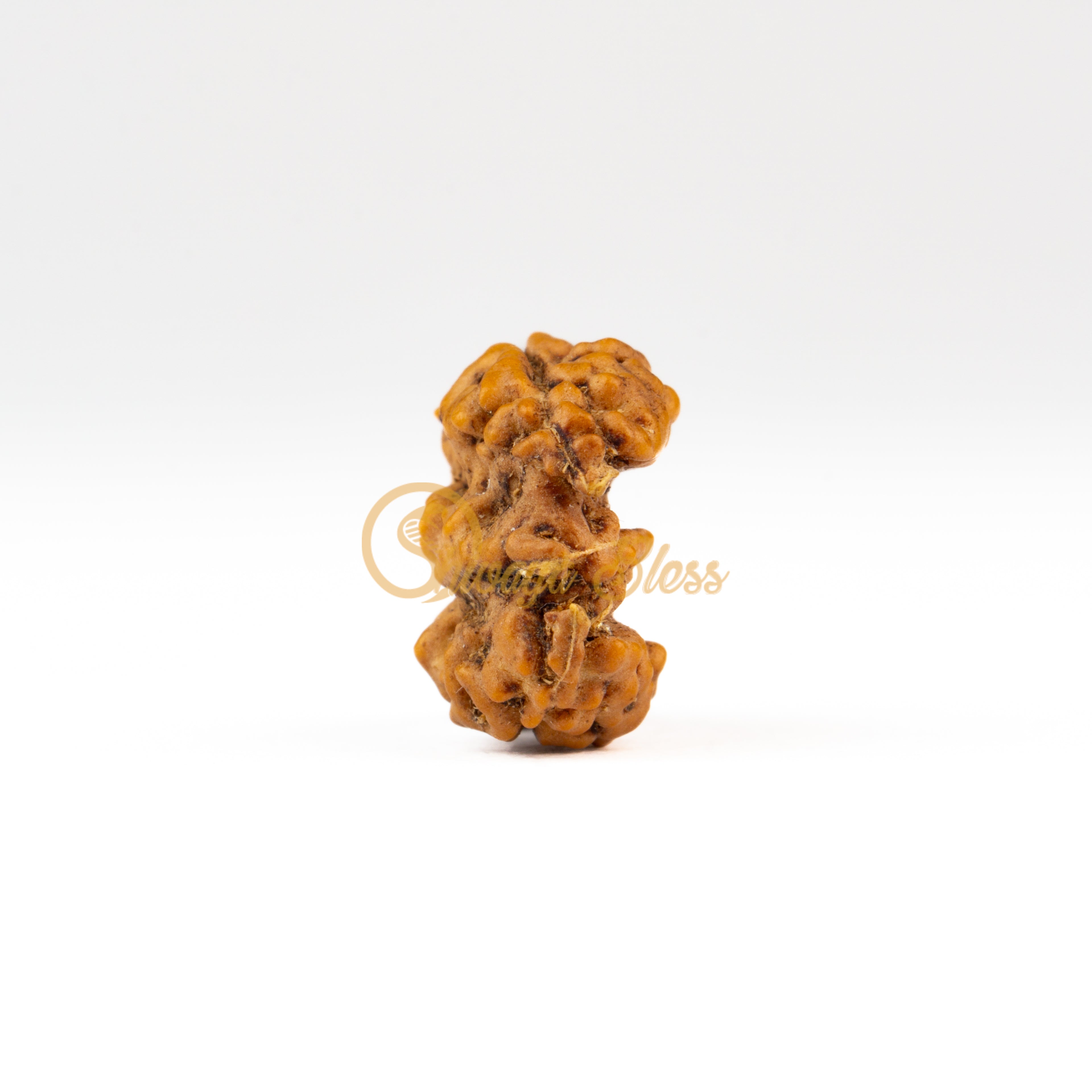 Front view of a regular ASEAN Trijuti Rudraksha bead, displayed against a white background