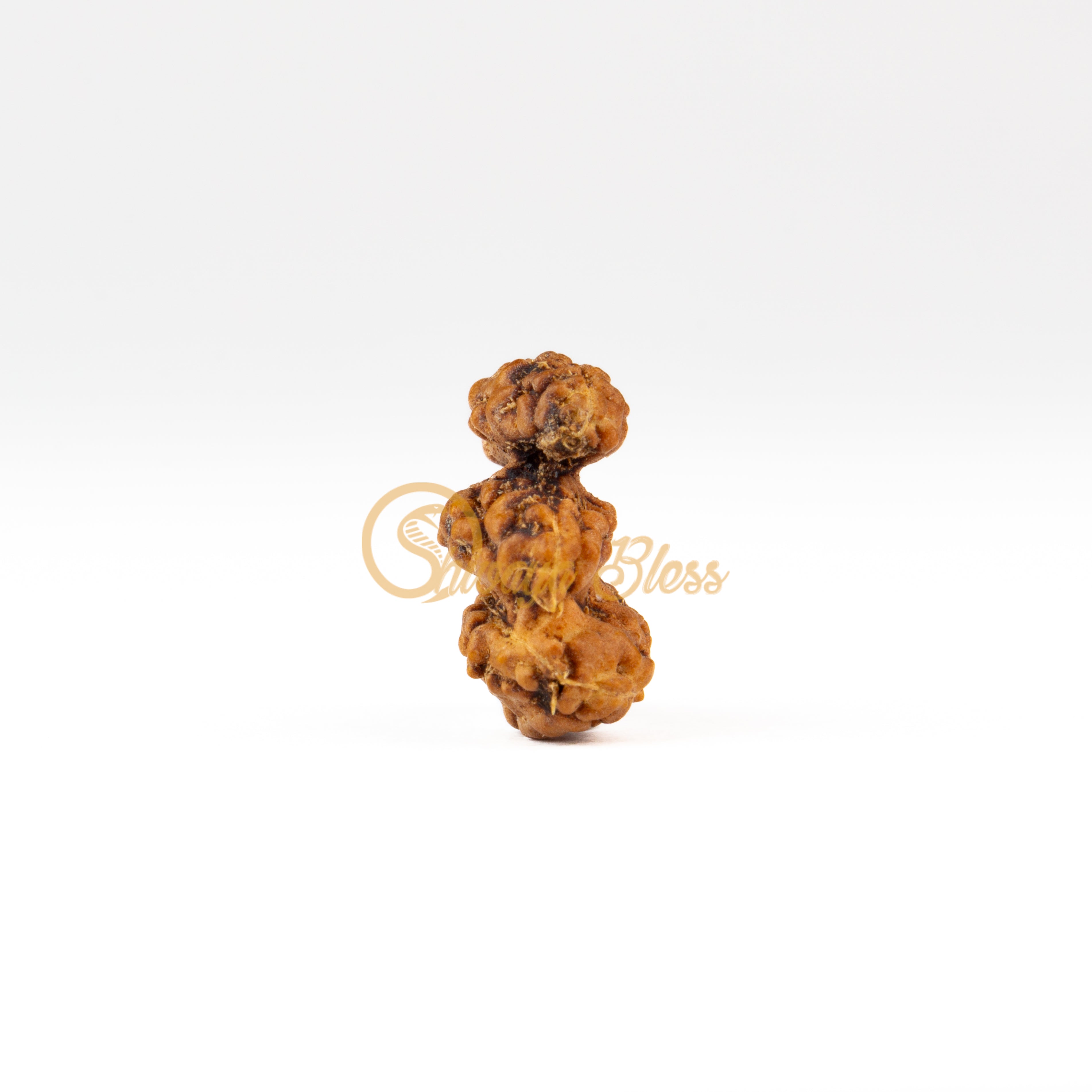 Front view of a small ASEAN Trijuti Rudraksha bead, displayed against a white background