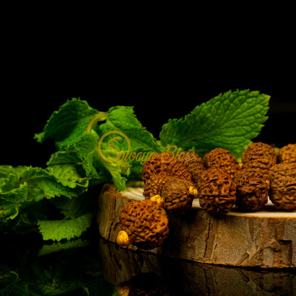 "Victory Plus" Rudraksha Necklace
